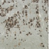 image:imageNourison Euphoria Grey 9 x 12 Area Rug 099446379344